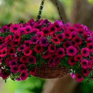 Петуния ампельная F1 Изи Вэйв Бургунди Велюр [50 драже] - ООО «Семена Тут»