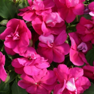 Бальзамин махровый Афина Брайт Парпл [250 шт] - ООО «Семена Тут»