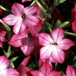 Табак Сандер Авалон Пинк Пикоти [1050 драже] - ООО «Семена Тут»