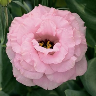 Эустома Арена 3 Хот Пинк  [100 драже] - ООО «Семена Тут»