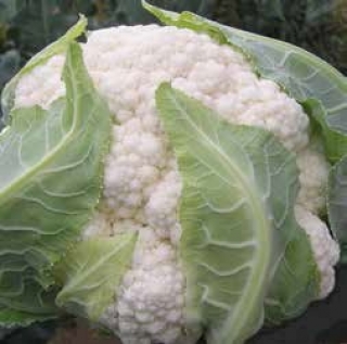 Капуста цветная Амстердам F1 - ООО «Семена Тут»