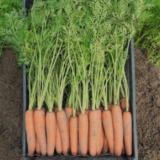 Морковь Неликс F1 - ООО «Семена Тут»