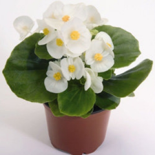 Бегония вечноцветущая Спринт Плюс Вайт [50 драже] - ООО «Семена Тут»