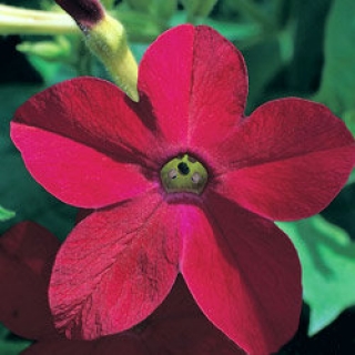 Табак Сандер Авалон Ред [1000 драже] - ООО «Семена Тут»