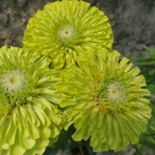 img-0: Цинния Квини Лайм [1000 шт] - ООО «Семена Тут»