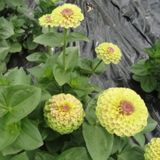 img-0: Цинния Квини Лайм виз Блотч [100 шт] - ООО «Семена Тут»