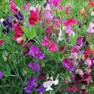 Чина широколистная Смесь окрасок - ООО «Семена Тут»