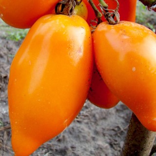 img-0: Томат Перцевидный Оранжевый - ООО «Семена Тут»