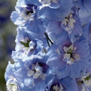 Дельфиниум Мэджик Фонтэйнс Скай Блю Вайт Би [50 шт] - ООО «Семена Тут»