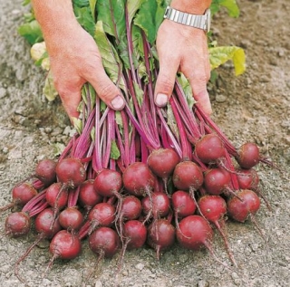 Свекла Экшен F1 [фракция семян: 3,0-3,5 мм] - ООО «Семена Тут»