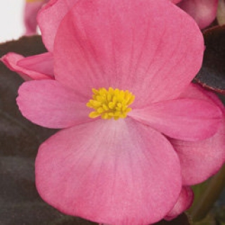 Бегония вечноцветущая Коктейль Текила [50 драже] - ООО «Семена Тут»