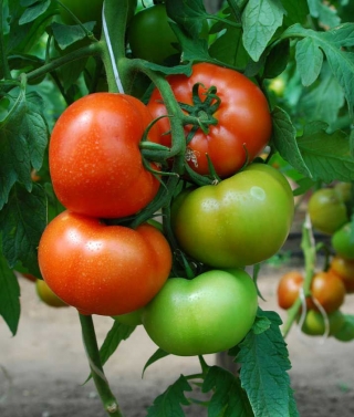 Томат Ралли F1 - ООО «Семена Тут»