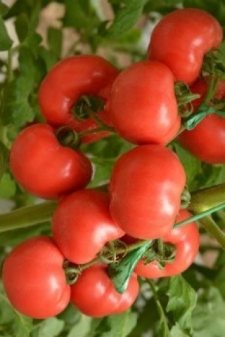 img-1: Томат Рапануи F1 - ООО «Семена Тут»
