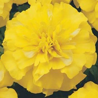 Бархатцы отклоненные Бонанза Еллоу [5000 шт] - ООО «Семена Тут»