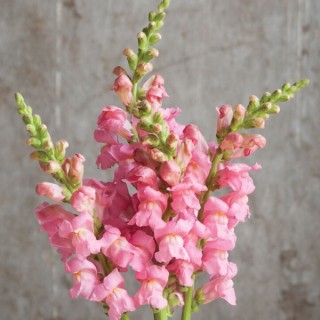 img-1: Львиный зев Потомак (группа 3,4) Пинк [1000 шт] - ООО «Семена Тут»