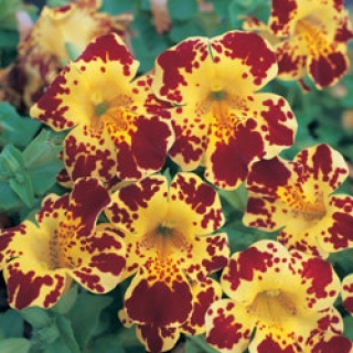 Мимулюс Мэджик Еллоу виз блотч [1000 драже] - ООО «Семена Тут»