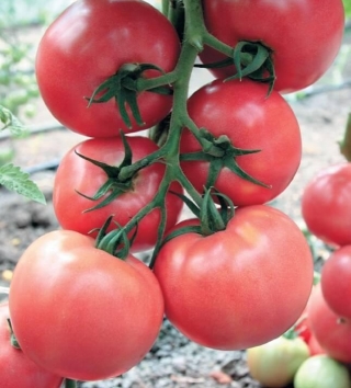 Томат Розарио F1 - ООО «Семена Тут»