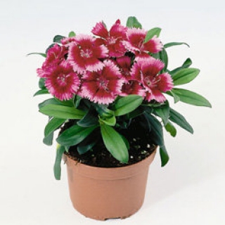 Гвоздика Чиба Кримсон Пикоти [500 шт] - ООО «Семена Тут»