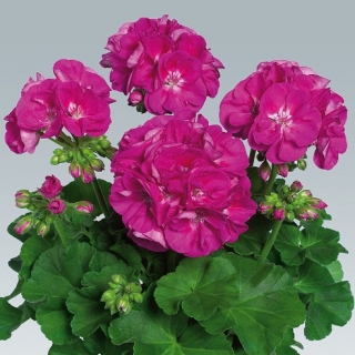 Пеларгония зональная Горизонт Виолет [1000 шт] - ООО «Семена Тут»
