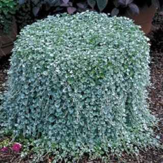 Дихондра Сильвер фолс [1000 шт] - ООО «Семена Тут»