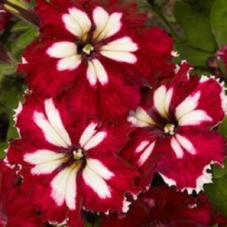 Петуния грандифлора Кан кан Арлекин Бургунди [1000 драже] - ООО «Семена Тут»