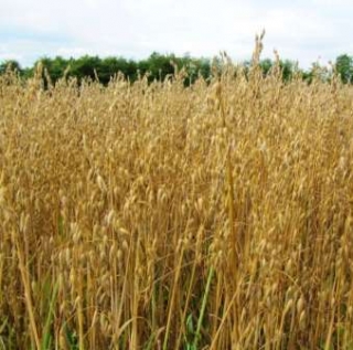 Овес яровой (1 уп. - 500 гр) - ООО «Семена Тут»