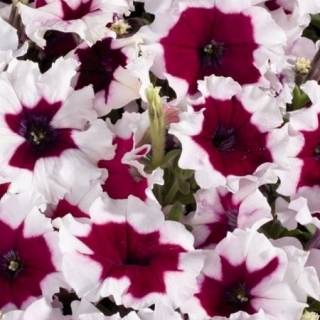 Петуния мультифлора Селебрити Бургунди Фрост [50 драже] - ООО «Семена Тут»