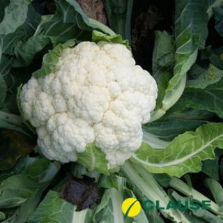 Капуста цветная Саборд F1 - ООО «Семена Тут»