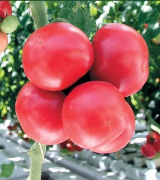 img-0: Томат Сумо F1 - ООО «Семена Тут»