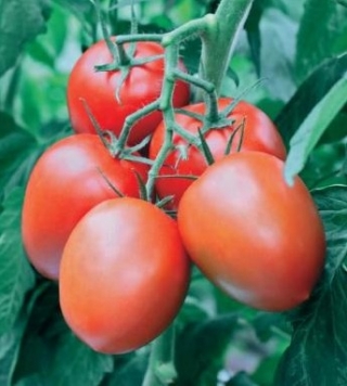img-0: Томат Т-34 F1 - ООО «Семена Тут»