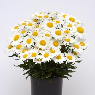 Нивяник Мадонна [100 шт] - ООО «Семена Тут»