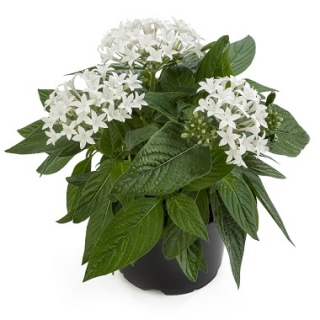 Пентас Граффити Вайт [100 драже] - ООО «Семена Тут»