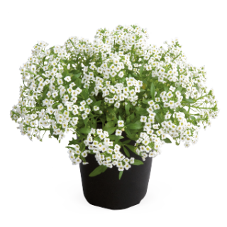 img-1: Алиссум Гига Вайт [1000 шт] - ООО «Семена Тут»