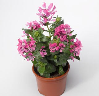 img-2: Куфея Шрирача F1 Пинк [1000 шт] - ООО «Семена Тут»