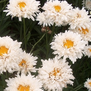 Нивяник махровый Крэйзи Дэйзи [50 шт] - ООО «Семена Тут»