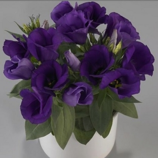 Эустома Кармен Блю [1100 драже] - ООО «Семена Тут»