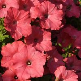 Петуния ампельная F1 Изи Вэйв Корал Риф [50 драже] - ООО «Семена Тут»