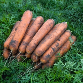 Морковь Номинатор F1 (фракция: 2,0-2,2 мм) - ООО «Семена Тут»