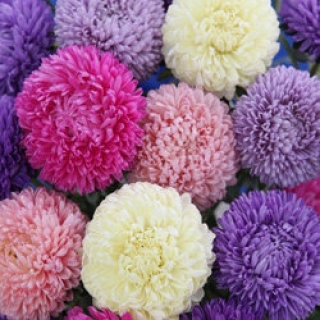 img-0: Астра Бьютифул Дэй Микс [3 гр] - ООО «Семена Тут»