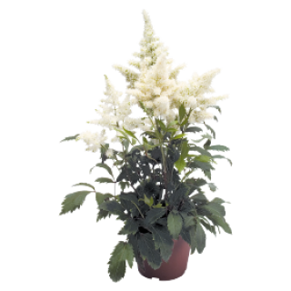 Астильба Арендса Астери Вайт [1000 драже] - ООО «Семена Тут»