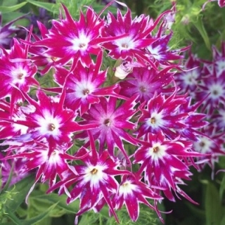 Флокс Попстарс Парпл [100 шт] - ООО «Семена Тут»