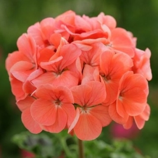 Пеларгония зональная Горизонт Дип Салмон [1000 шт] - ООО «Семена Тут»