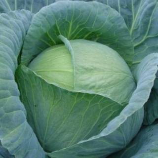 Капуста белокочанная Тенесити F1 - ООО «Семена Тут»