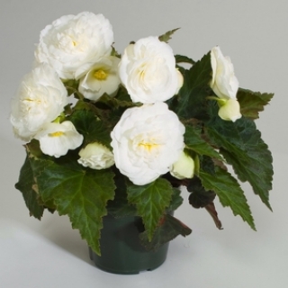 Бегония клубневая Фортун Вайт [250 драже] - ООО «Семена Тут»