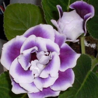 Глоксиния Брокад F1 Блю энд Вайт [100 драже] - ООО «Семена Тут»