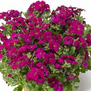 Аубреция гибридная Одри Парпл Шейдес [250 шт] - ООО «Семена Тут»