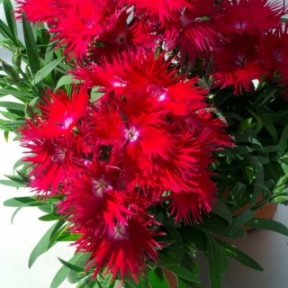 Гвоздика Супра Кримсон [1000 шт] - ООО «Семена Тут»