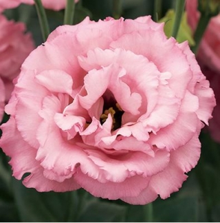 Эустома Корелли 3 Роуз [100 драже]* - ООО «Семена Тут»