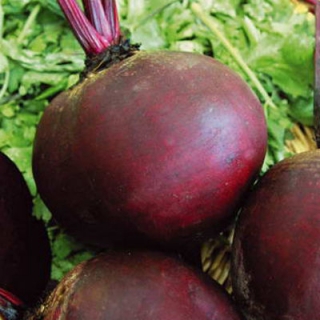 Свекла Эфиопка (фракция 3,0-4,0 мм) - ООО «Семена Тут»