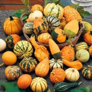 img-1: Тыква декоративная мелкоплодная (смесь сортов) - ООО «Семена Тут»
